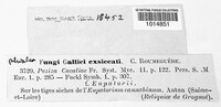 Cyathicula cyathoidea image